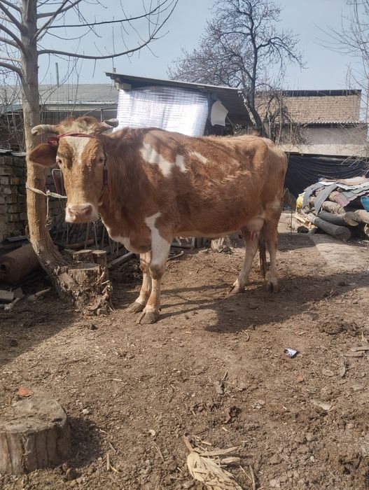 Ona bola sigir sotiladi