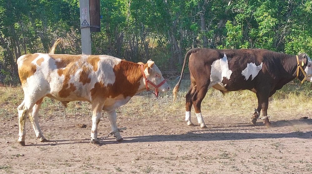 Продам быков 1.5
