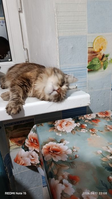 Отдам кошку смесь мейкуна