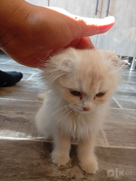 шатлански кошка девочка