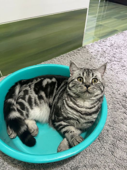 Отдам в добрые руки