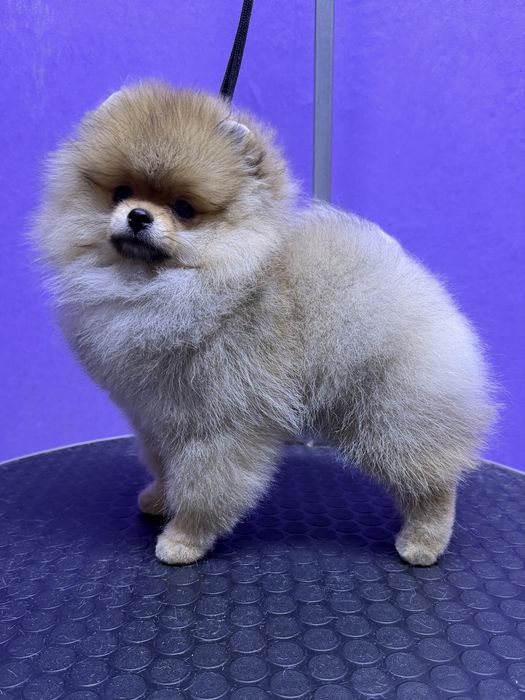 Щенок померанского шпица , девочка