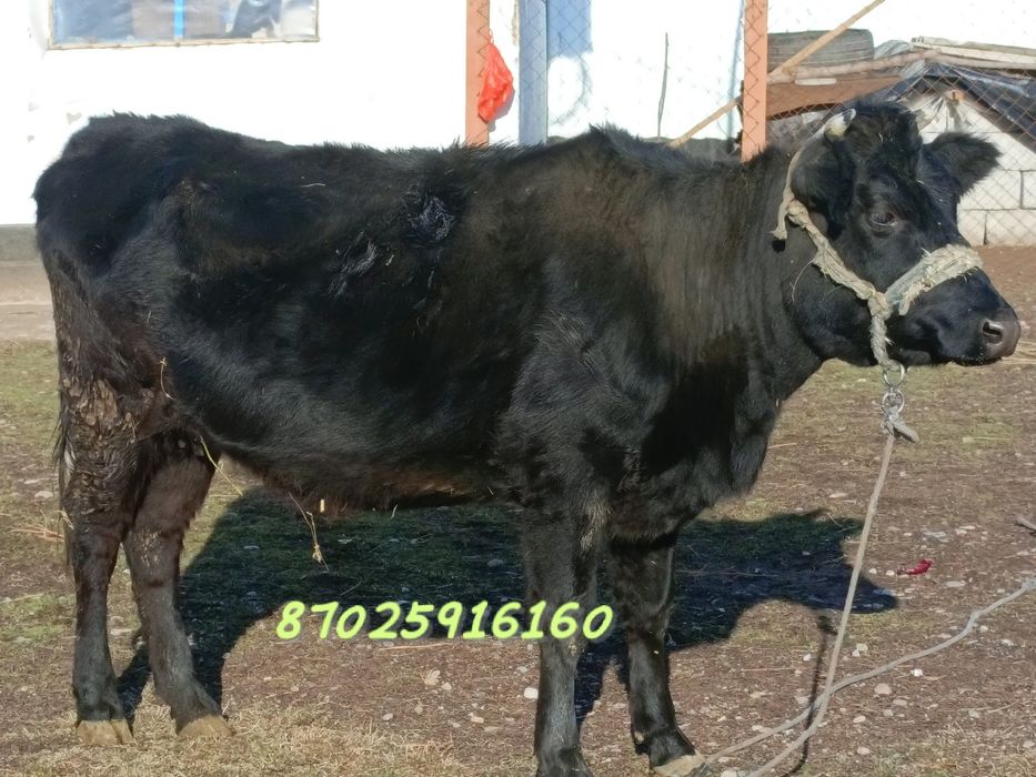 Сиыр, қара мал .