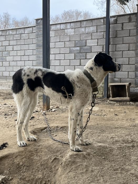 Алабай, 5 месяцев, сука.