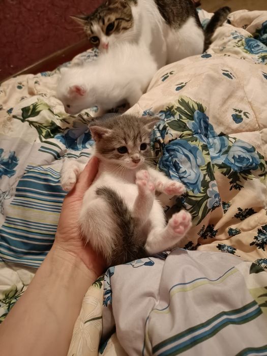 Добрые руки котенки