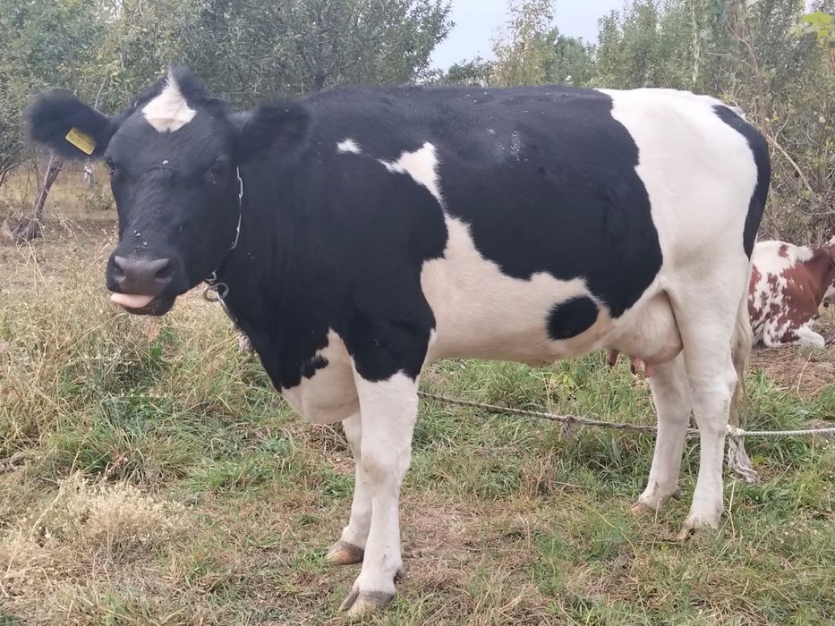 Продам корову молодая, молочная