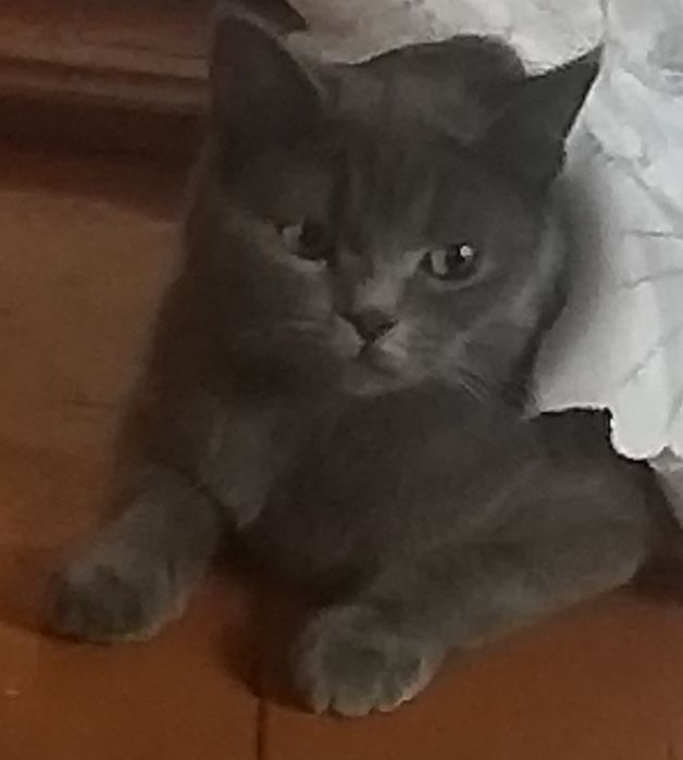 Jismoniy mashqlar velosipedi