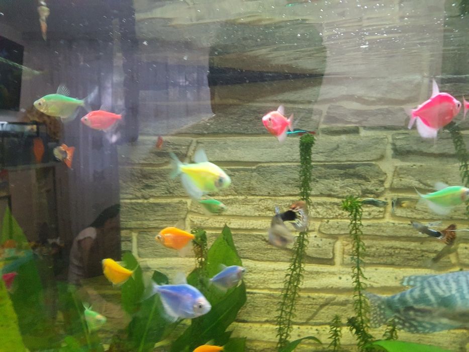 Hrana congelata si pesti acvariu xifo verde,gupy,scalari,cars,coridora