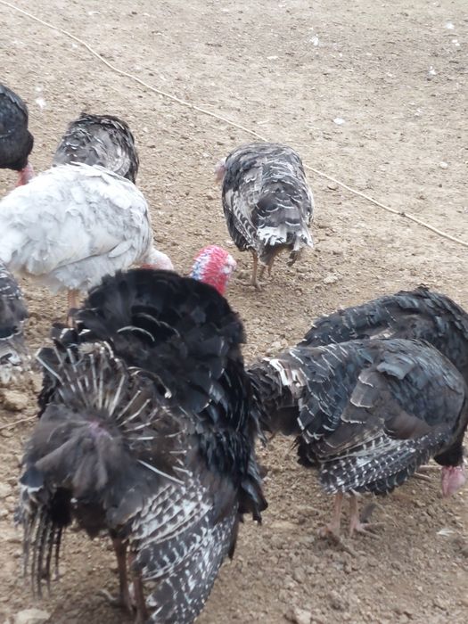 Curci de  țară și  bibilici