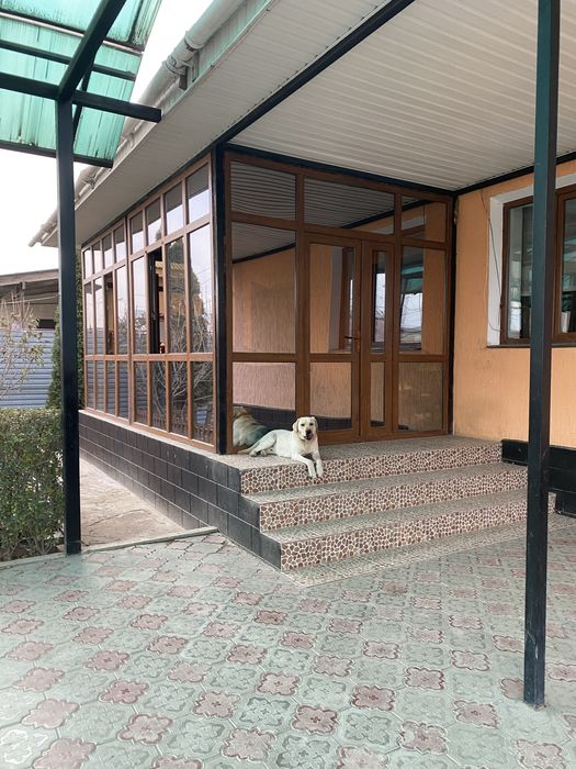 Лабрадор вязкаь