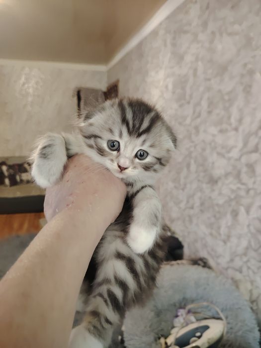 Шотландские фолды