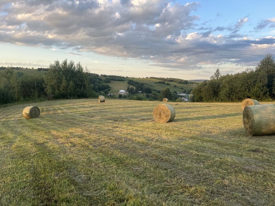 Baloți rotunzi fân pe plasă