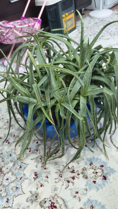 Большой куст Алоэ. Старый