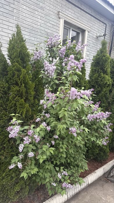 Сирень продам алматы