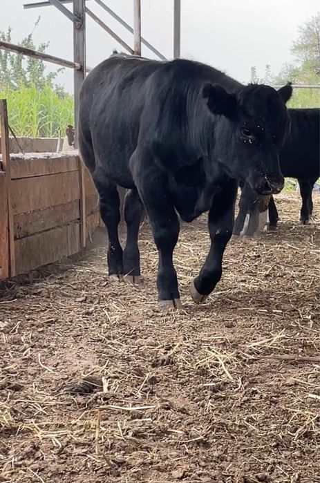 Ангус Бык-Производитель