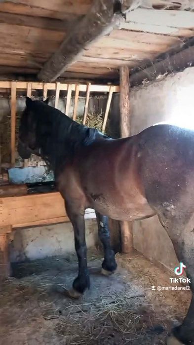 Vând cal de 6ani lucrat la pădure blând  tras garantat