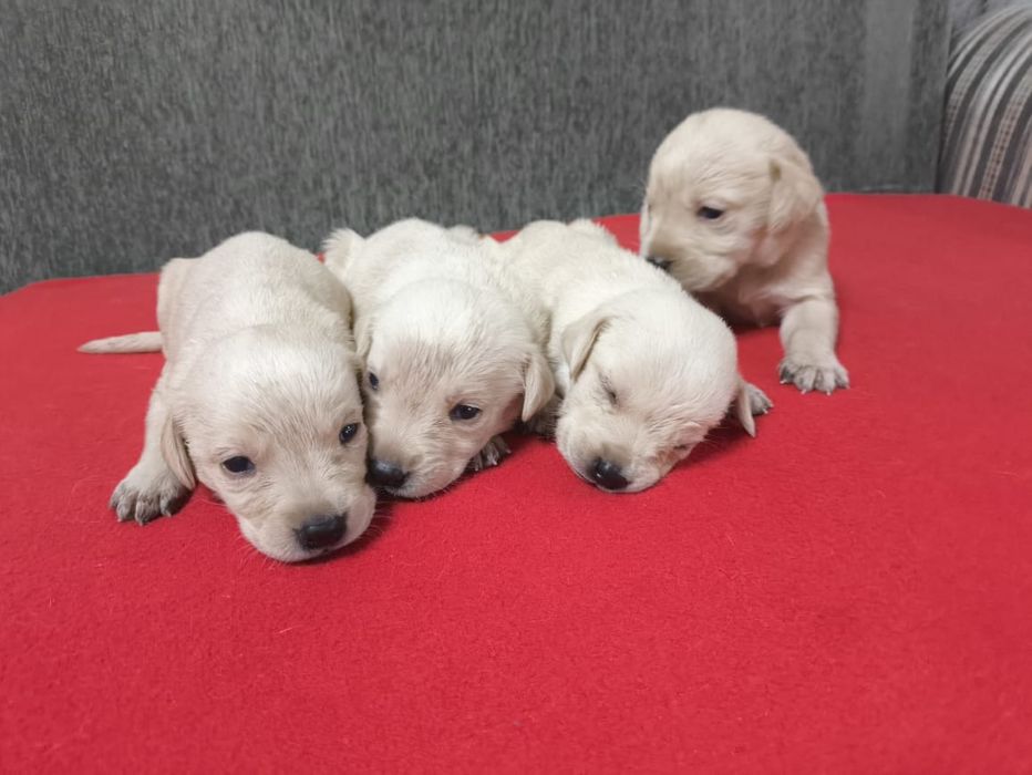 Щенки Лабрадор ретривер