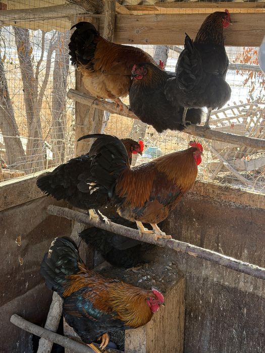Продам курей и петухов