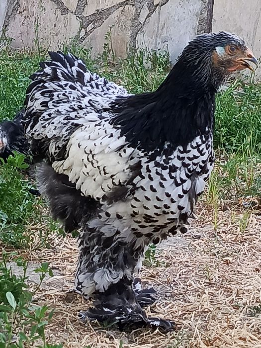 Brama svetliy tyomni pux qora nuqtali tuxumlari sotiladi