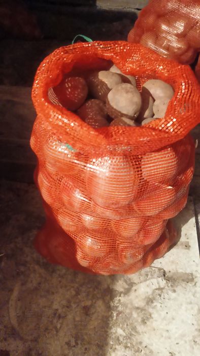 Картофель домашний