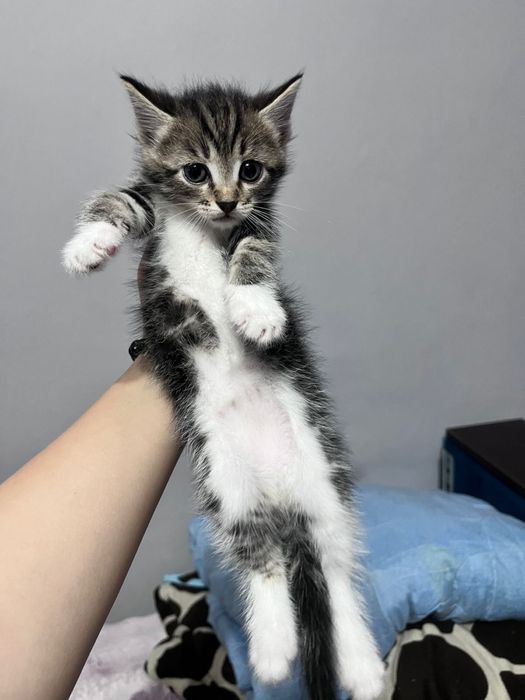 Отдам котят даром