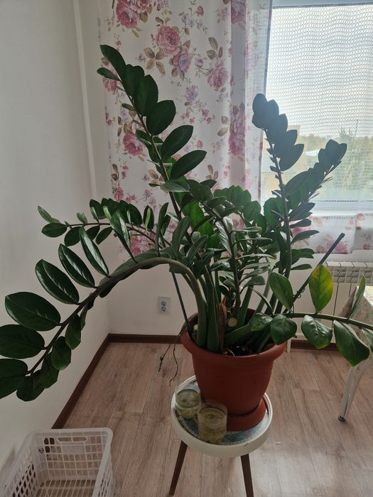 Продам цветок Замиакулькас