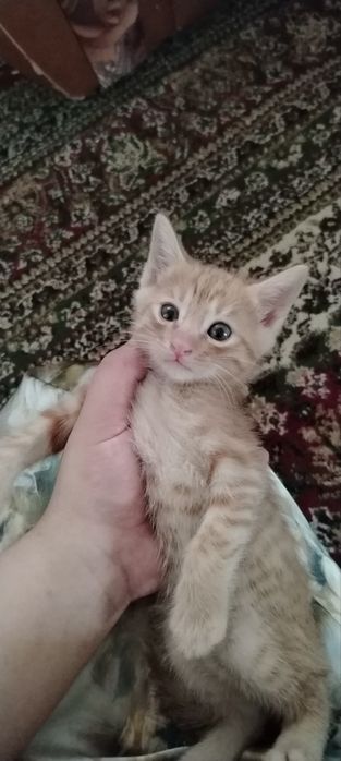 Отдам бесплатно, даром