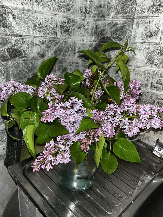 Сирень алыныздар