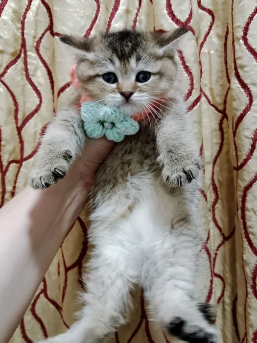 Золотая Шиншила девочка