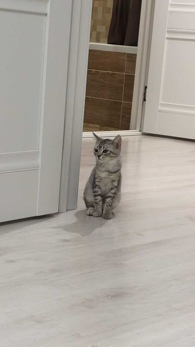 Отдам котят в добрые руки