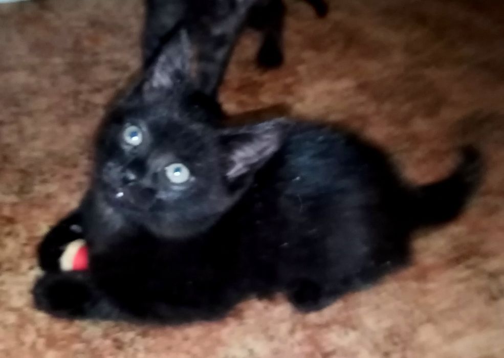 Отдам котят 2 мес, котики