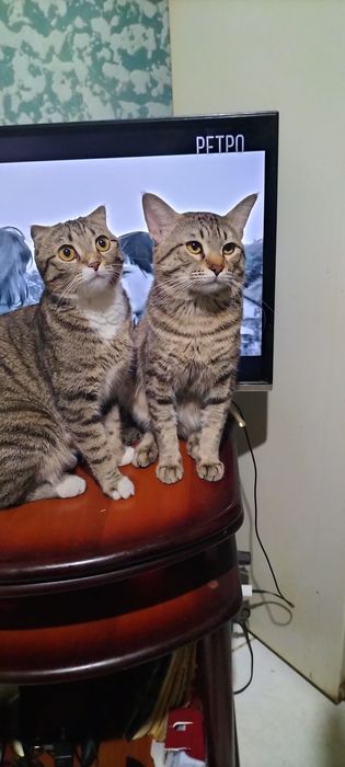 Продаются котята