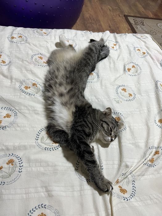 Отдам кошку в хорошие руки.