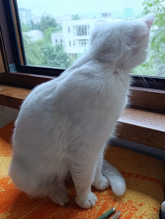Ищу дом для кошечки