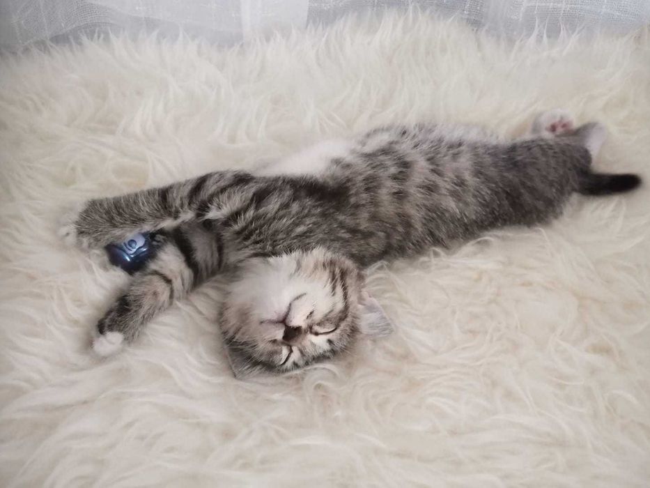 Отдам котёнка в хорошие руки