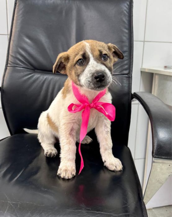 Щенок девочка в добрые руки