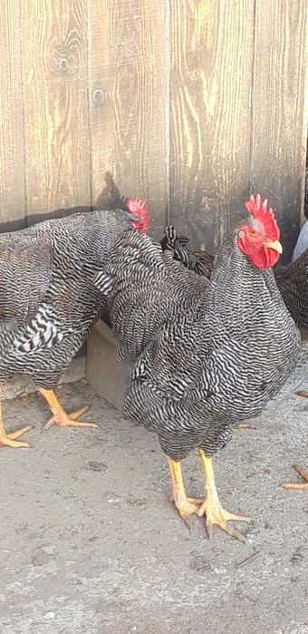 Vând oua de plymouth