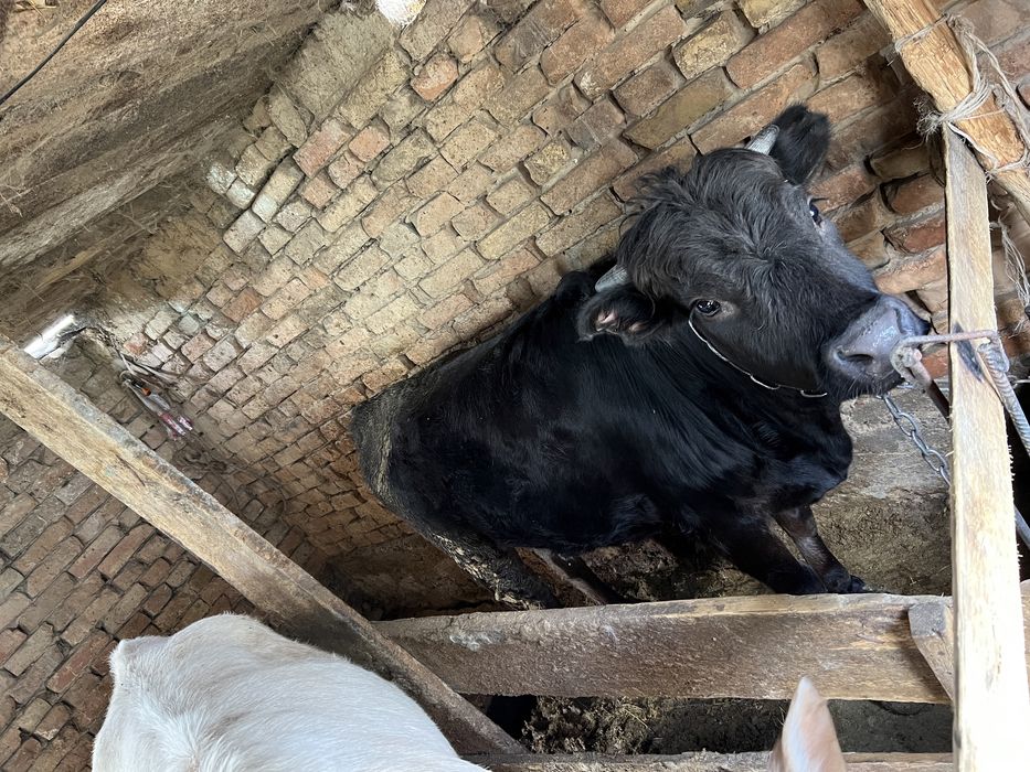 Телка породистая