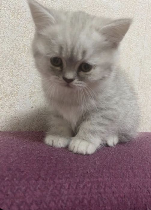 British shirthair baiat/pedigre