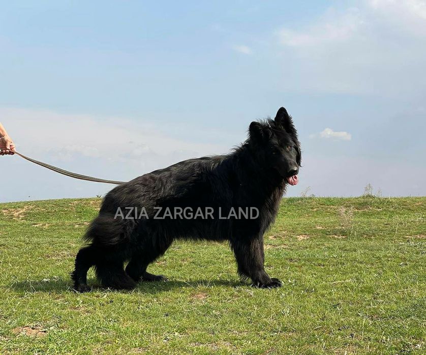 Щенки немецкой овчарки чёрного окраса длинношерстные