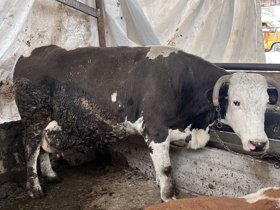 Vaca gestanta de vanzare