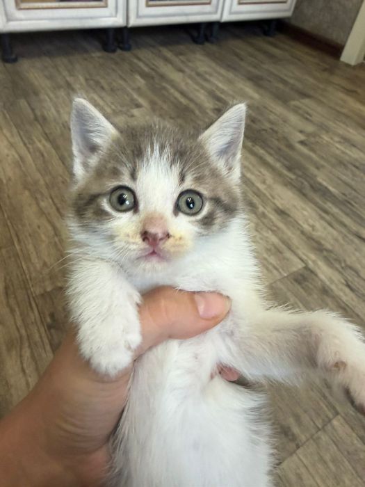 Котята Подарки для дома и души