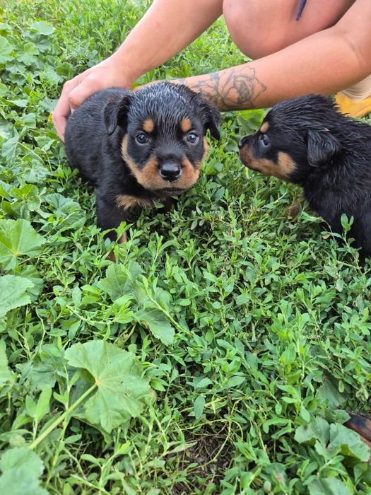 Открыта бронь на щенков Ротвейлера