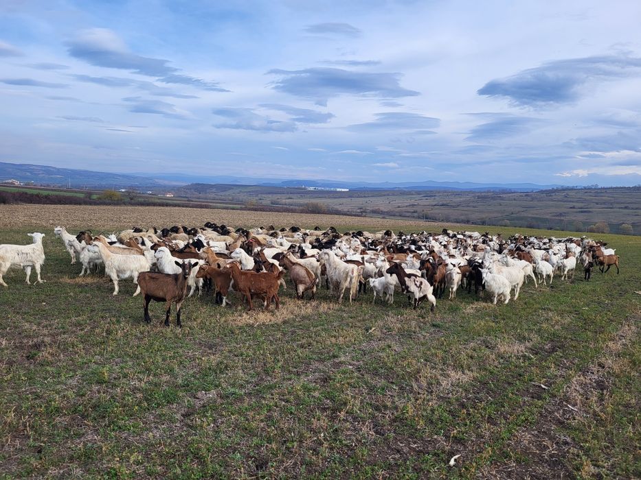 Vînd turmă de capre sau schimb cu oi
