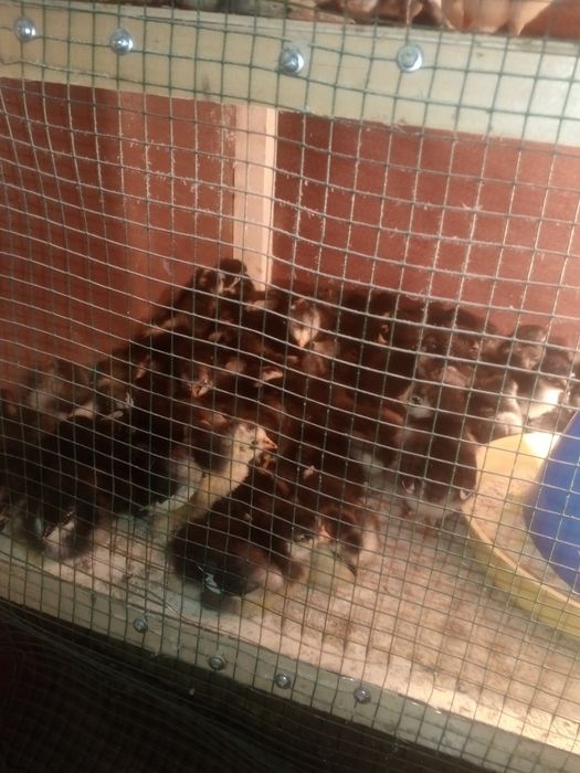 andijon qora tovuq jujalari 20.000som