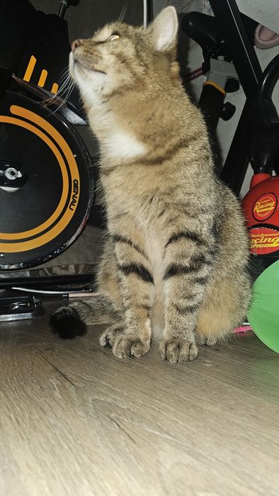 Отдам в добрые руки