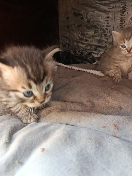 Отдам котят, 1 месяц