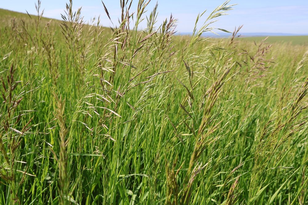 Sămânță Lucerna Certificata, Trifoi, Sparceta, Mazariche, iarba, Amestec furajer, Grau, Orz, Triticale
