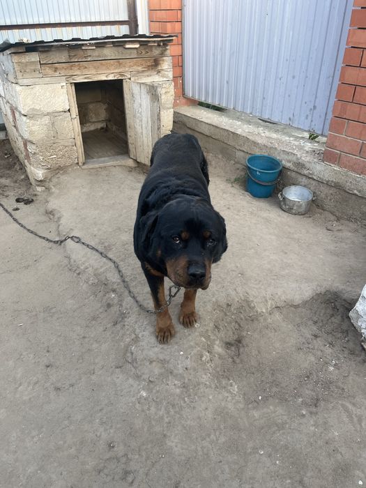 Продам  собак Ротвейлер
