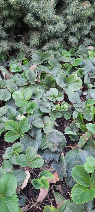 Рассада Клубники Купчиха   Малина.